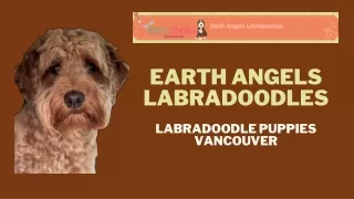 Labradoodle Delight Puppies Available Now in Vancouver