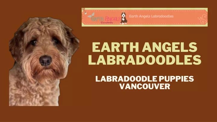 earth angels labradoodles