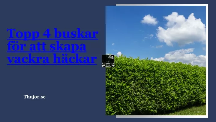 topp 4 buskar f r att skapa vackra h ckar