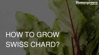 how to grow swiss chard