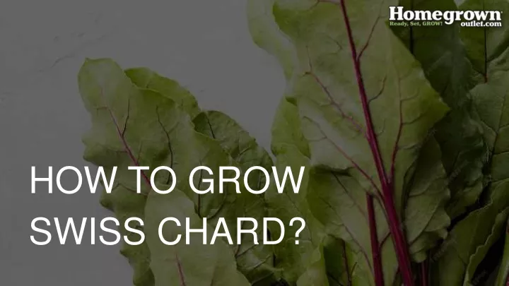 how to grow swiss chard
