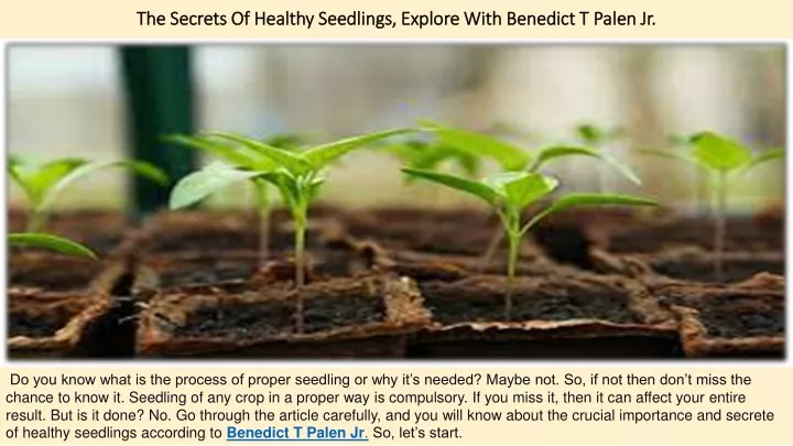 the secrets of healthy seedlings explore with benedict t palen jr