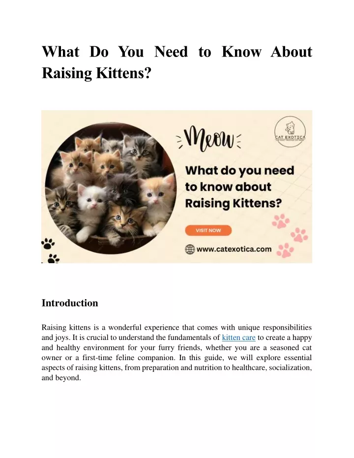 what do you need to know about raising kittens