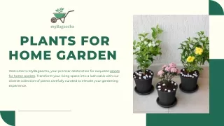 Discover Your Ideal Plants for Home Gardens: MyBageecha's Exquisite Collection