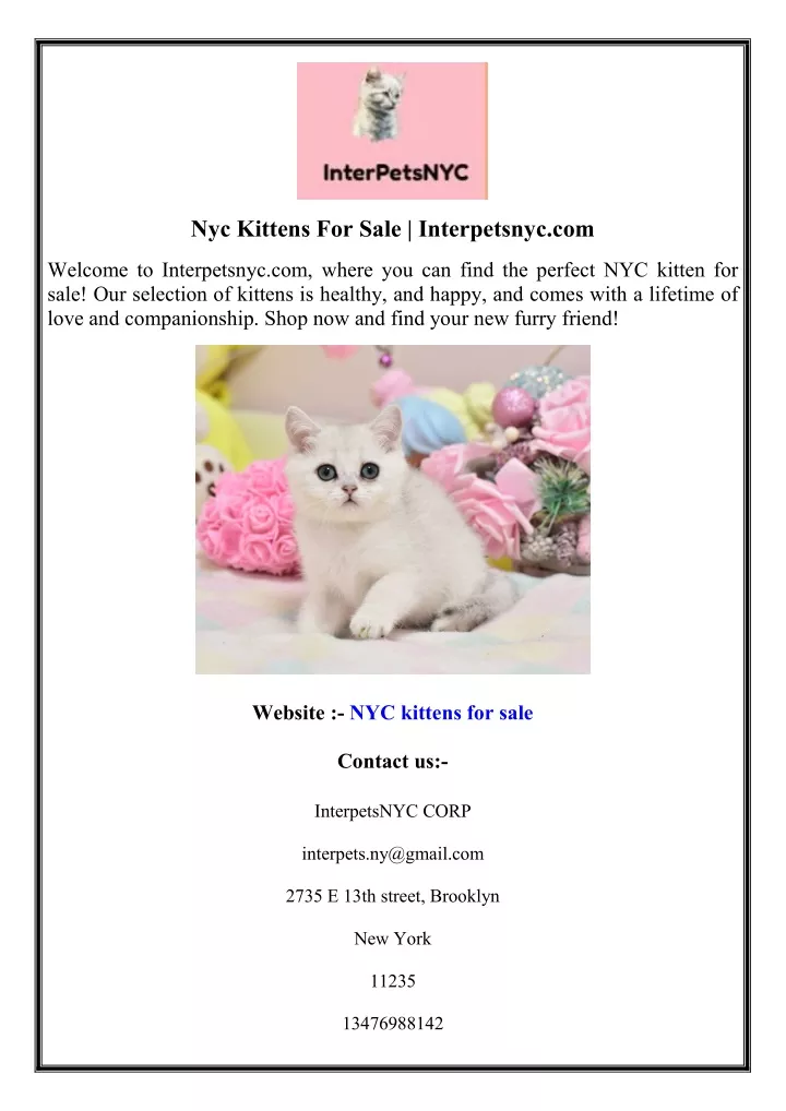 nyc kittens for sale interpetsnyc com