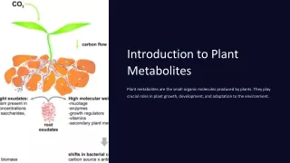 Plant Metabolites as Nutraceuticals: Navigating the Realm of Functional Foods