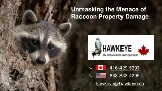 Unmasking the Menace Raccoon Property Damage