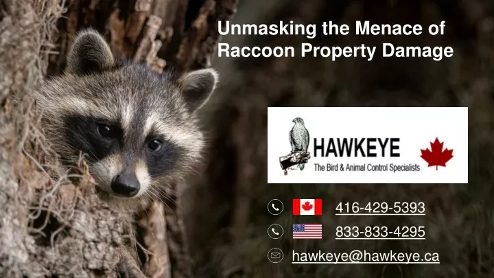 unmasking the menace of raccoon property damage