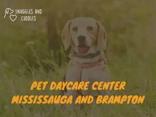Pet Daycare Center Mississauga and Brampton Snuggles & Cuddles