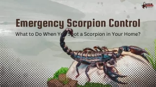 Emergency Scorpion Control What to Do When You Spot a Scorpion in Your Home