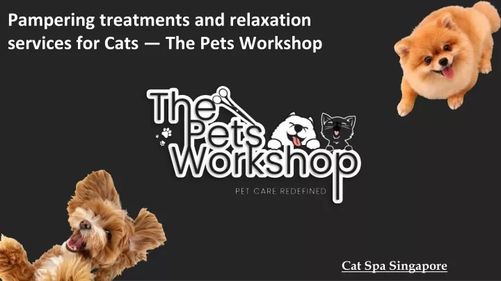 pampering treatments and relaxation services for cats the pets workshop