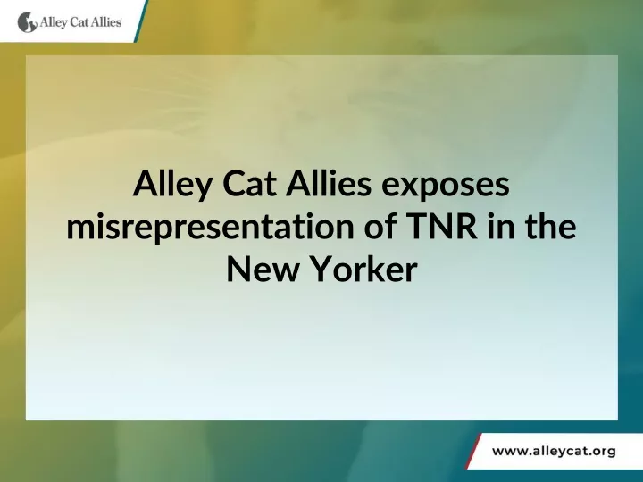 alley cat allies exposes misrepresentation of tnr in the new yorker