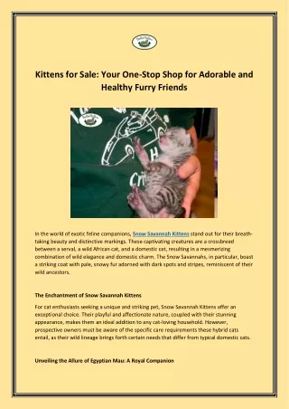 Kittens for Sale Your One-Stop Shop for Adorable and Healthy Furry Friends