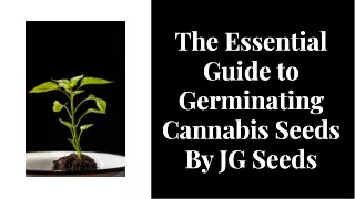 The Essential Guide to Germinating Cannabis Seeds By JG Seeds