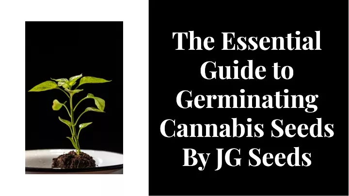 the essentlal gulde to germlnatlng cannabls seeds