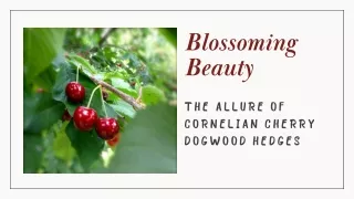 Beauty and Benefits of Cornelian Cherry Dogwood Hedges