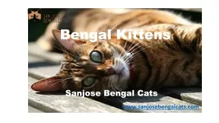 Bengal Kittens California