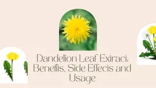 Dandelion Leaf Extract Benefits, Side Effects and Usage