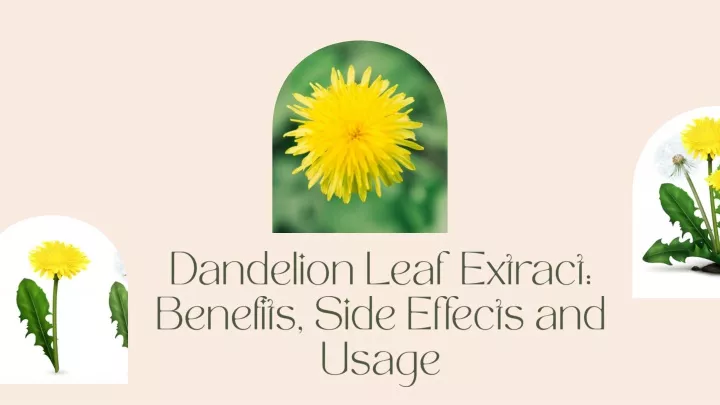 dandelion leaf extract benefits side effects