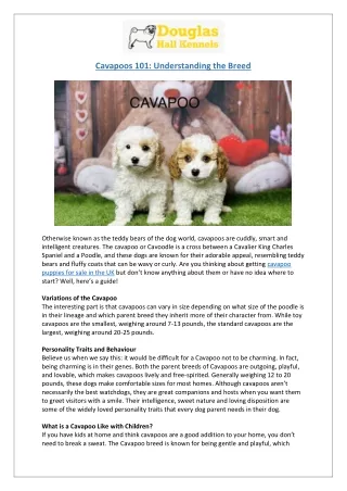 Discover Cavapoo Breeders in the UK | Adorable Puppies for Sale | DHK