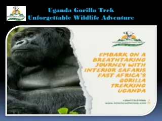 Uganda Gorilla Trek Unforgettable Wildlife Adventure