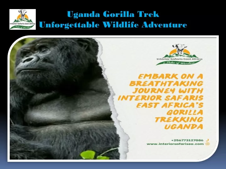 uganda gorilla trek unforgettable wildlife