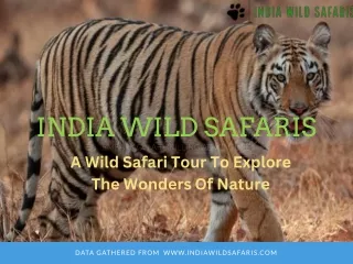 India Wild Safaris: Immerse in Wilderness with Gir National Park Tour Packages
