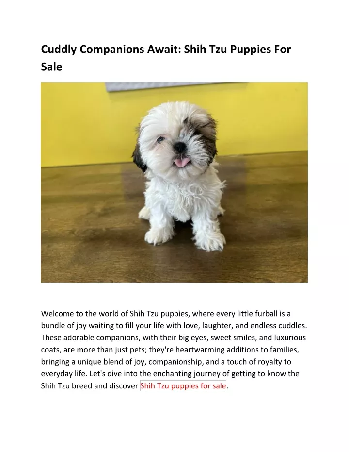 cuddly companions await shih tzu puppies for sale