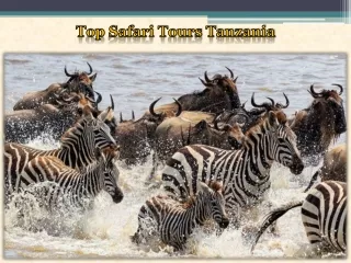 Top Safari Tours Tanzania