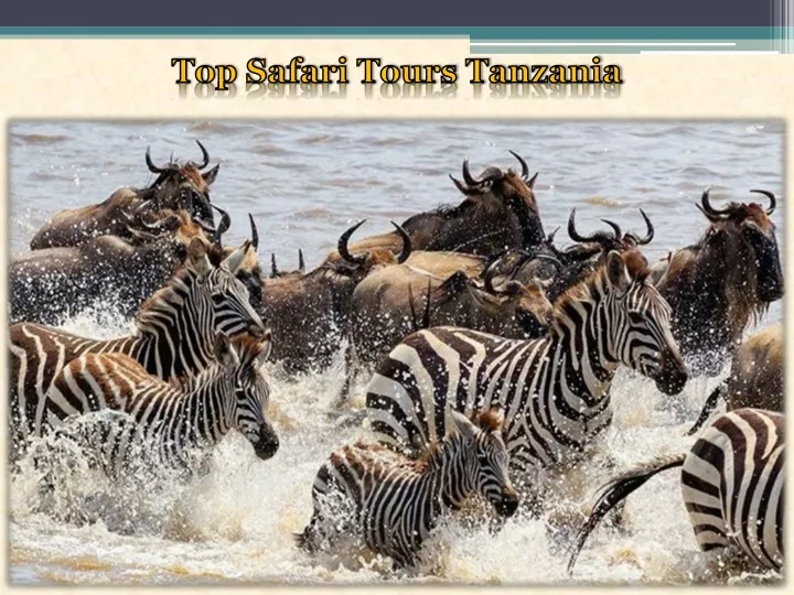 top safari tours tanzania