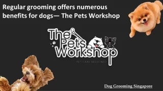 Regular grooming offers numerous benefits for dogs— The Pets Workshop