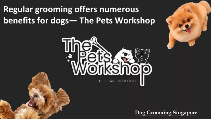 regular grooming offers numerous benefits for dogs the pets workshop