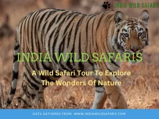 Embark on Thrilling Adventures: Bandhavgarh Safari Package by India Wild Safaris