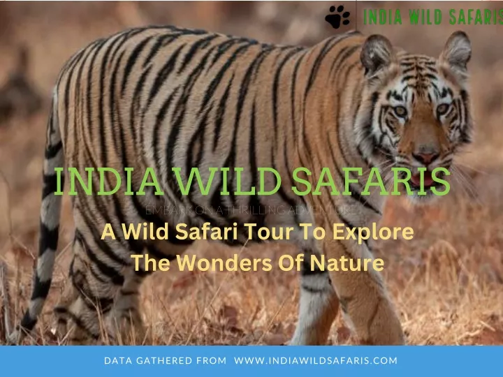 india wild safaris