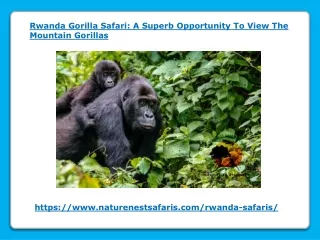 Rwanda Gorilla Safari - A Superb Opportunity To View The Mountain Gorillas