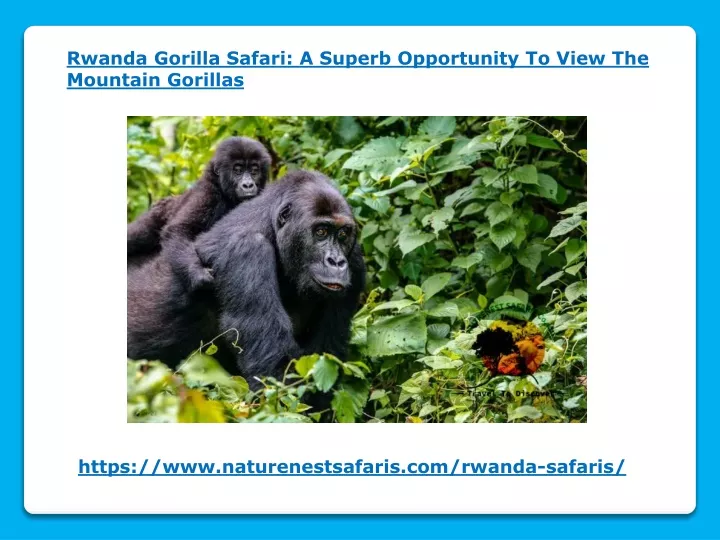 rwanda gorilla safari a superb opportunity