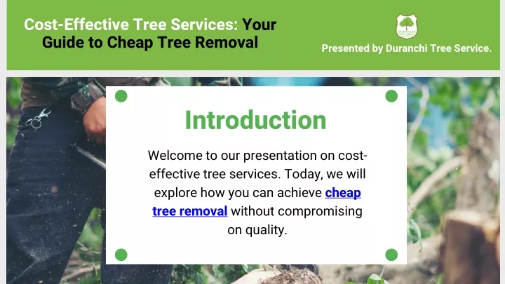 cost effective tree services your guide to cheap