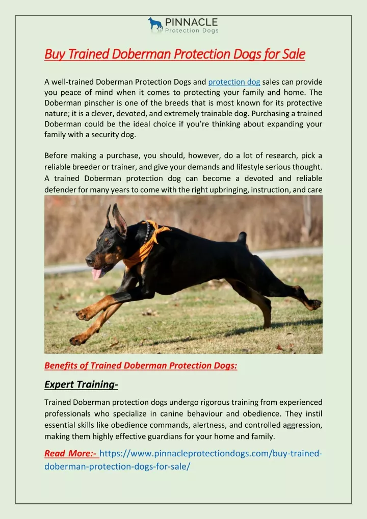 buy trained doberman protection dogs for sale