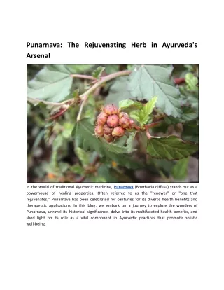 Punarnava: The Rejuvenating Herb in Ayurveda's Arsenal