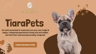 French Bulldog puppies for Sale Singapore