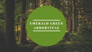 Buy Emerald Green Arborvitae Hedges Now!