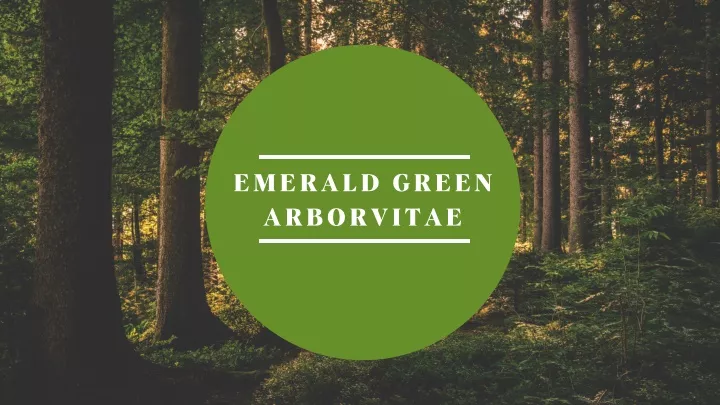 emerald green arborvitae