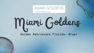 Dog Breeders Miami | Puppy Breeders Miami -Miami Goldens