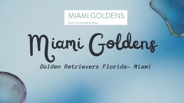 miami goldens