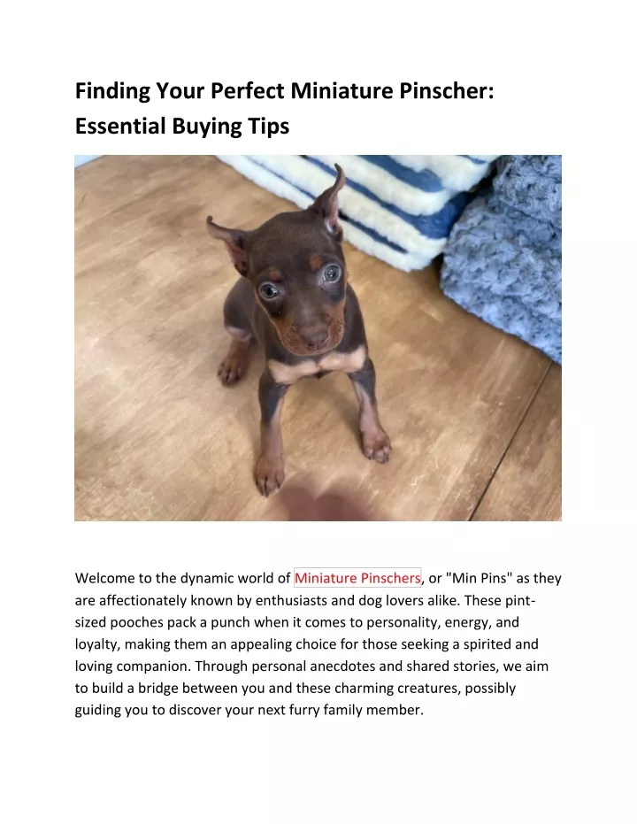 finding your perfect miniature pinscher essential