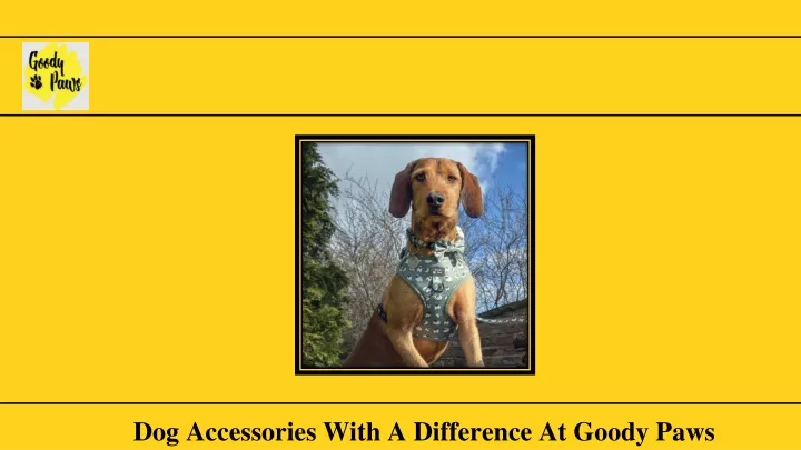 dog accessories with a difference at goody paws