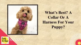 What’s Best A Collar Or A Harness For Your Puppy