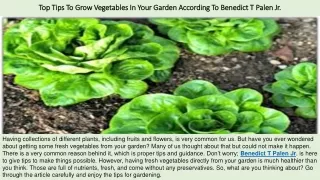 Top Tips To Grow Vegetables In Your Garden According To Benedict T Palen Jr.