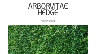 Choosing the Perfect Arborvitae Hedge For Your Landscape