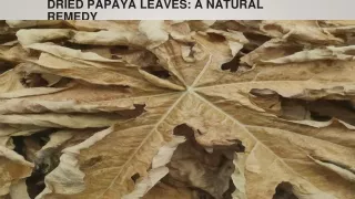 Dried Papaya Leaves ppt2
